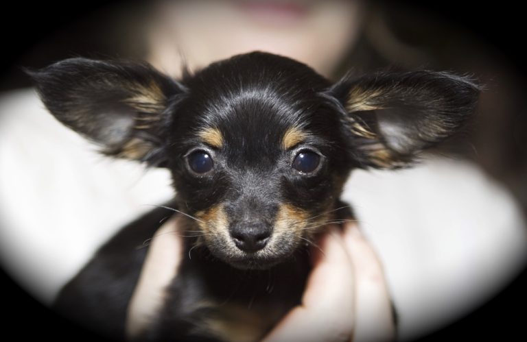chien