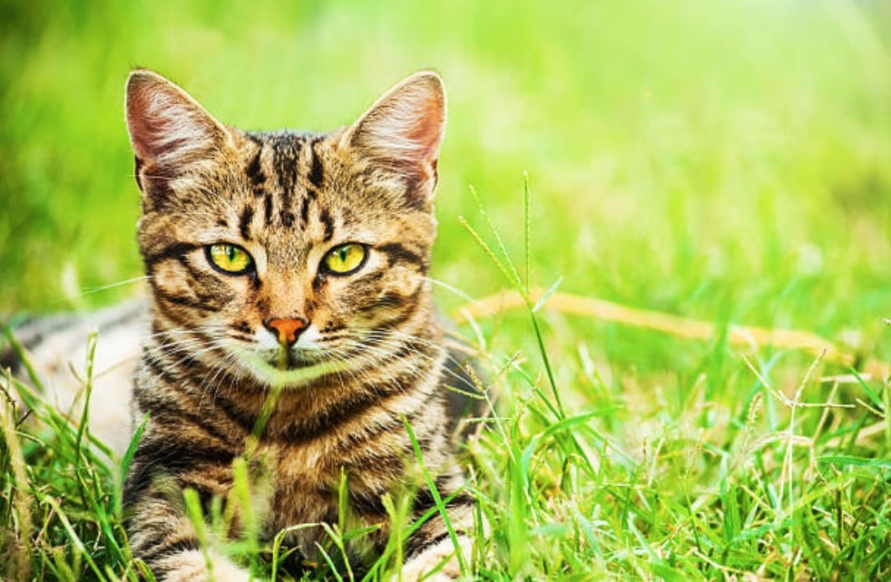 chat extérieur