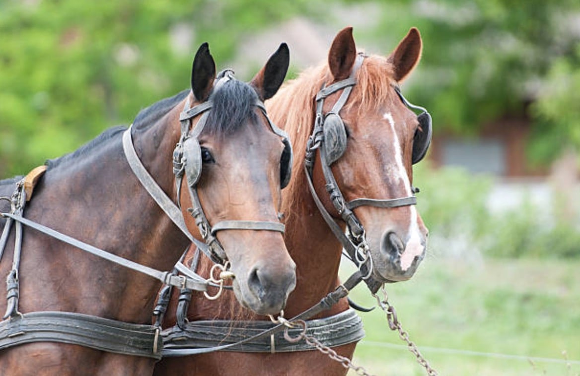 chevaux oeillères