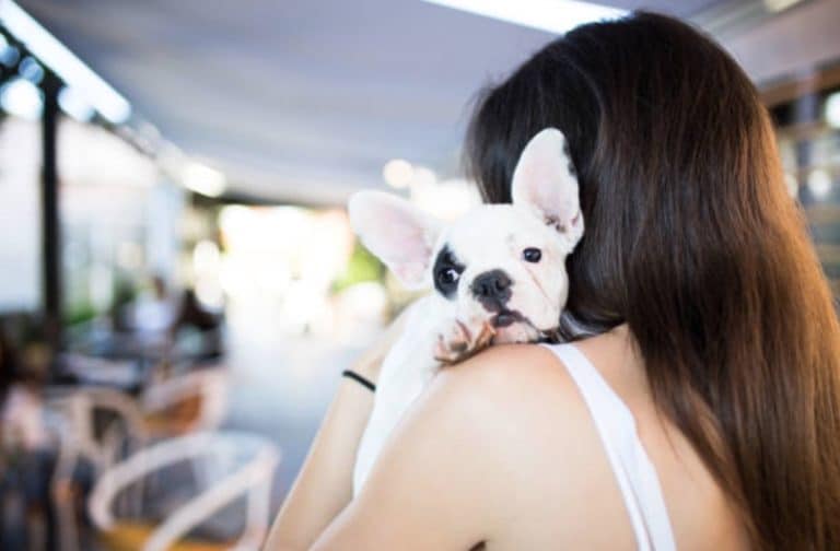 chien stressé