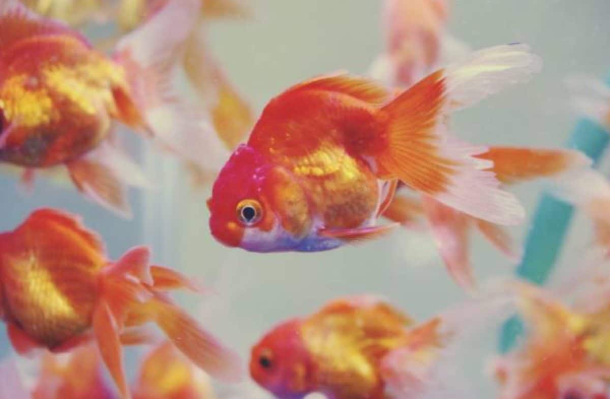poissons rouges