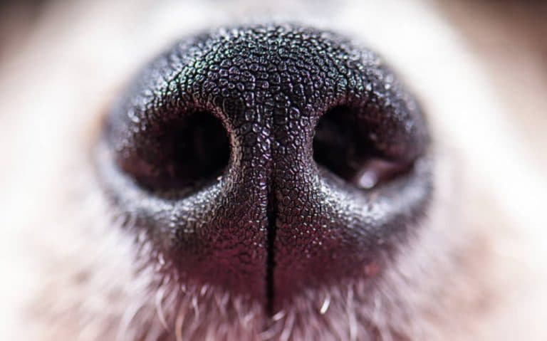 truffe chien