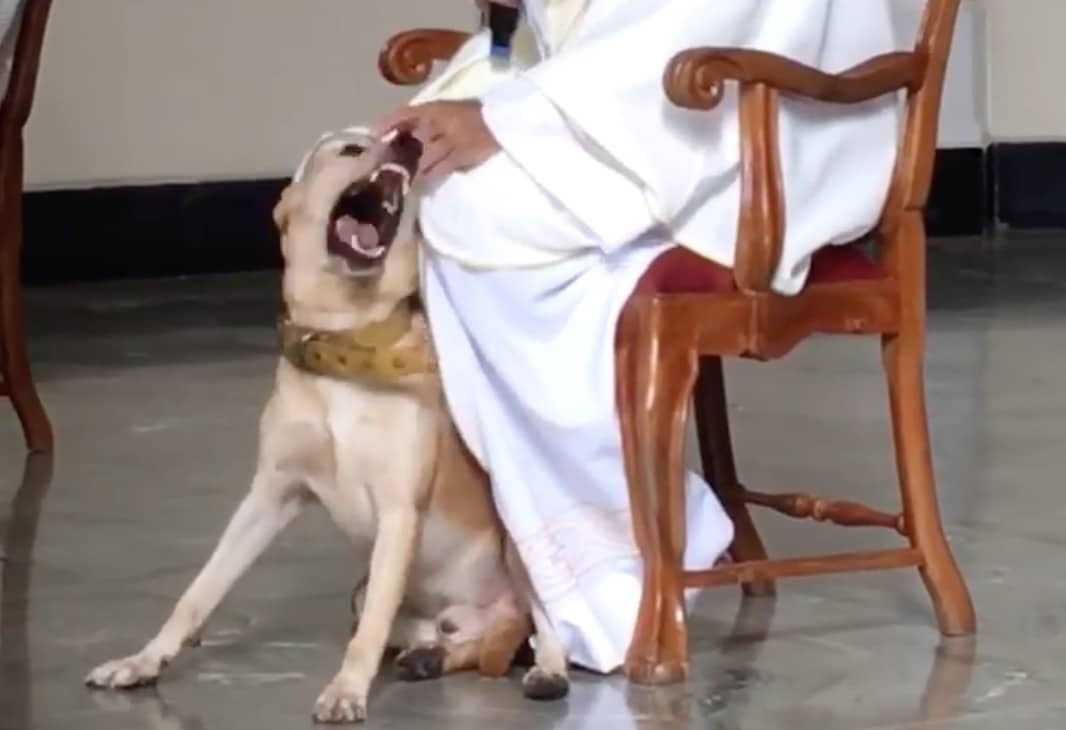 chien prêtre