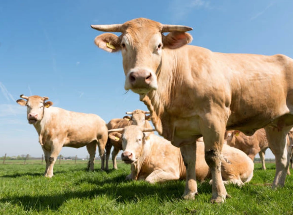 vaches