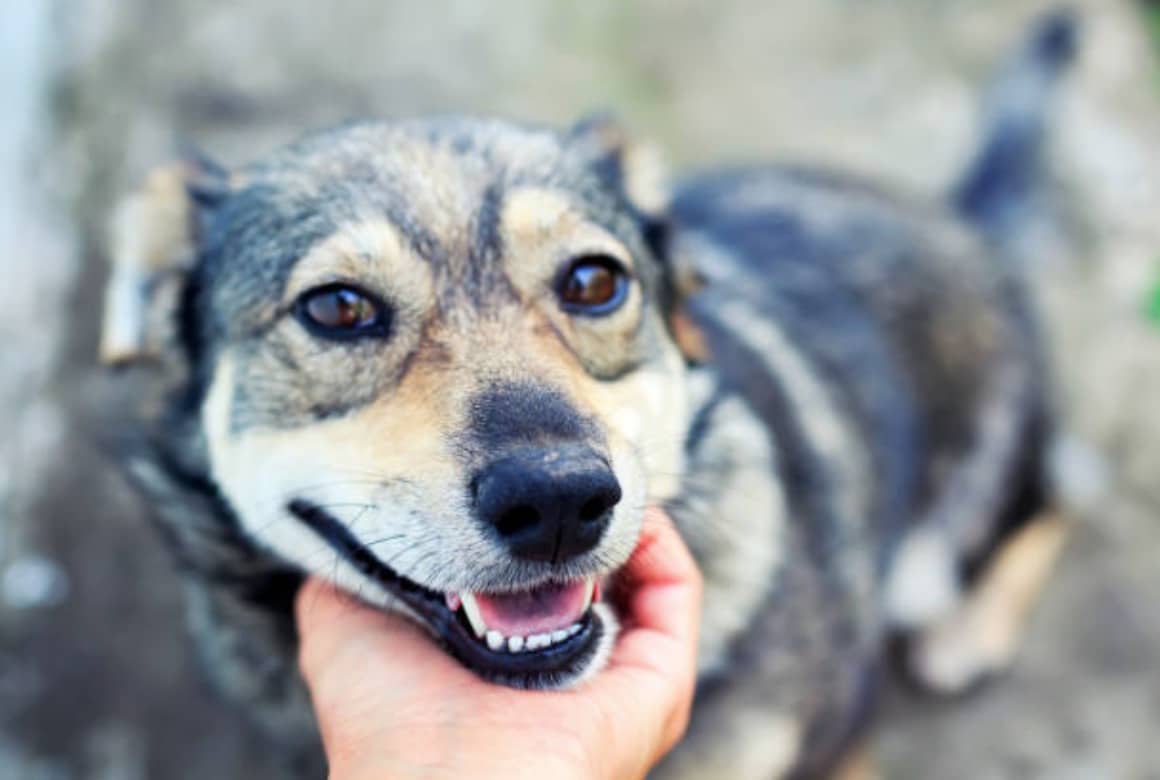 chien câlin