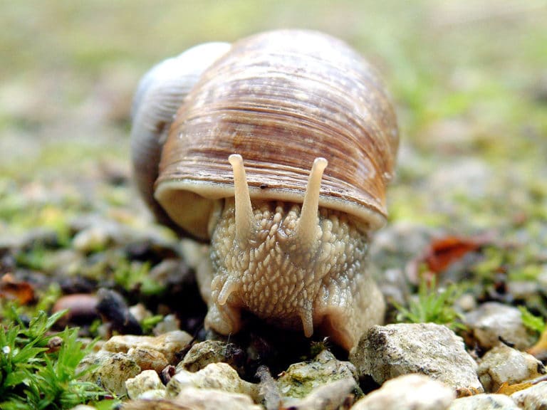 escargot aquarium