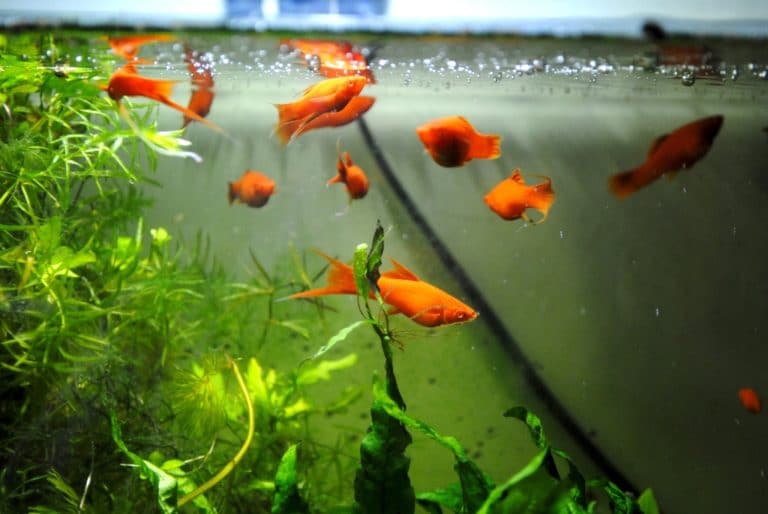 aquarium poissons