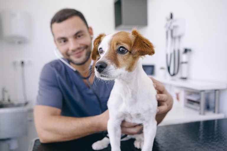 chien vétérinaire