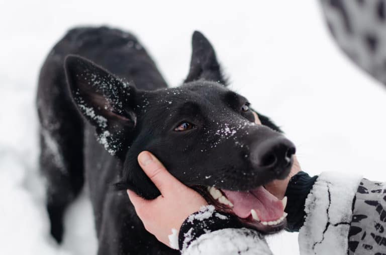 chien caresse