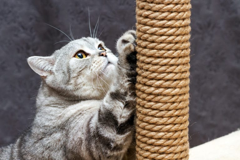 chat griffoir