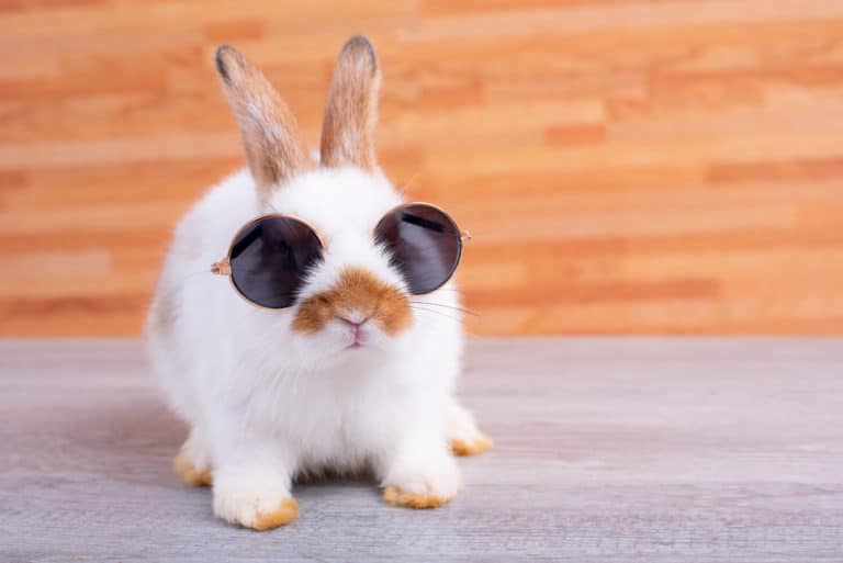 lapin chaleur