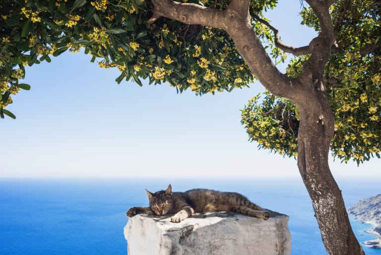 chat chaleur