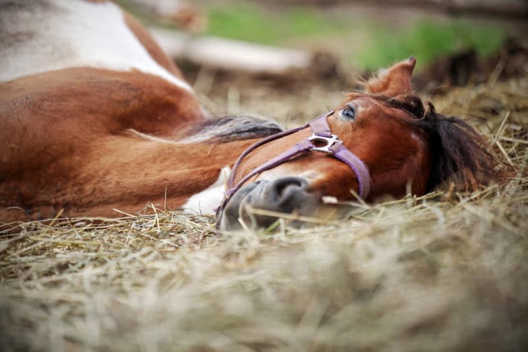 cheval couché