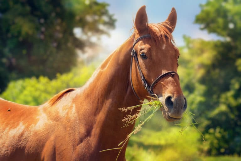 cheval