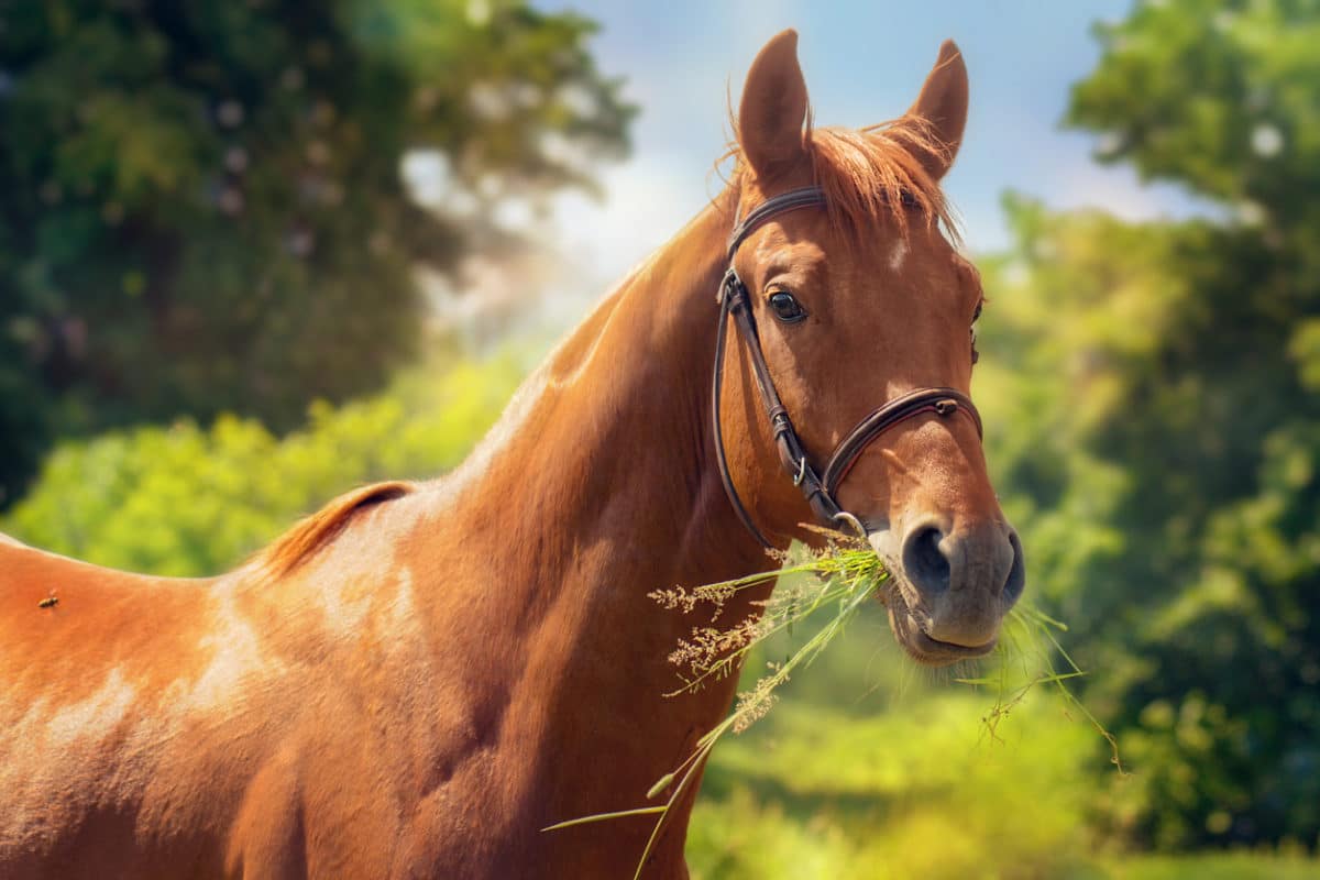 cheval