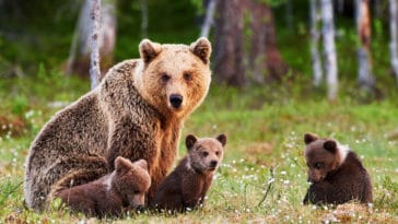 ours et son ourson prairie