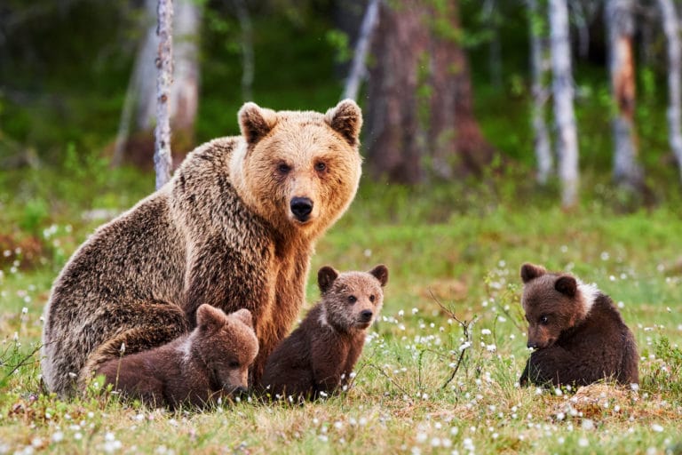 ours et son ourson prairie