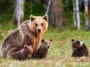 ours et son ourson prairie