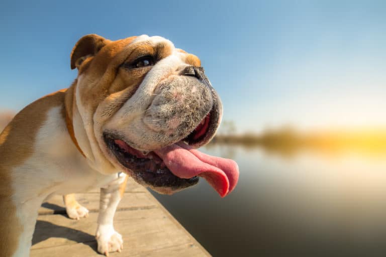 chien chaud