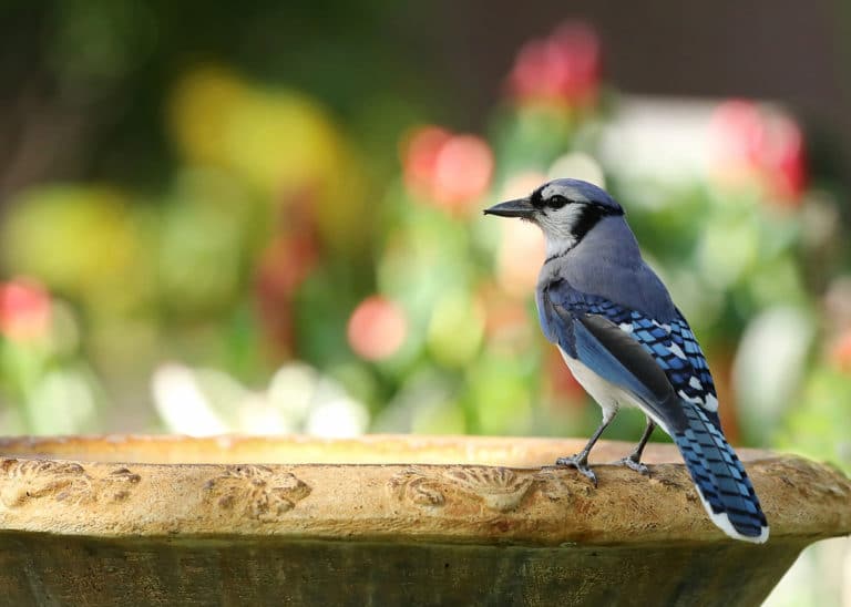 oiseau eau