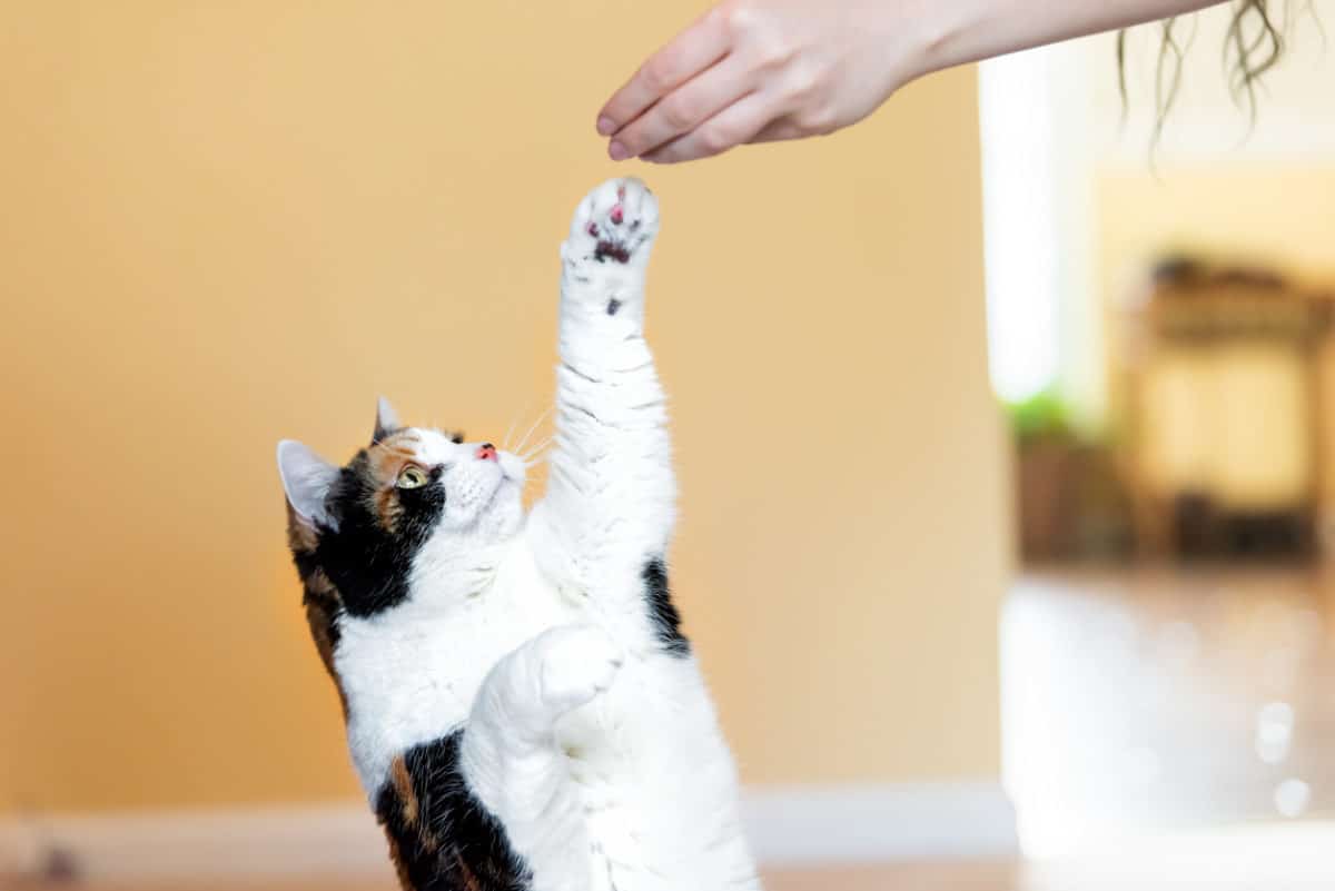 chat friandise