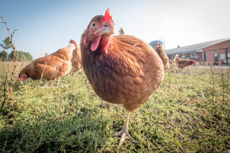 poules