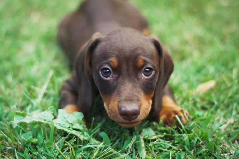 chiot triste