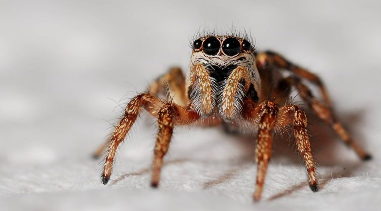 araignée
