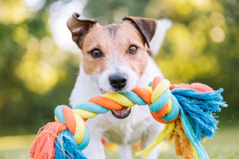 chien jouet