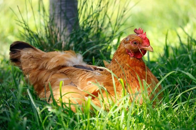 poule