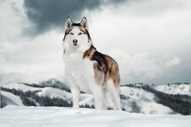 chien husky