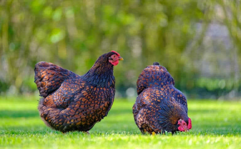 poules