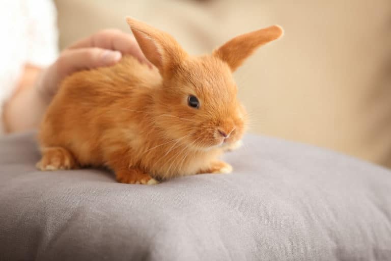 lapin