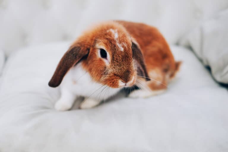 lapin