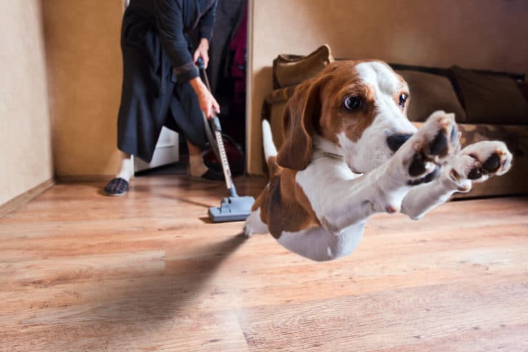 chien aspirateur
