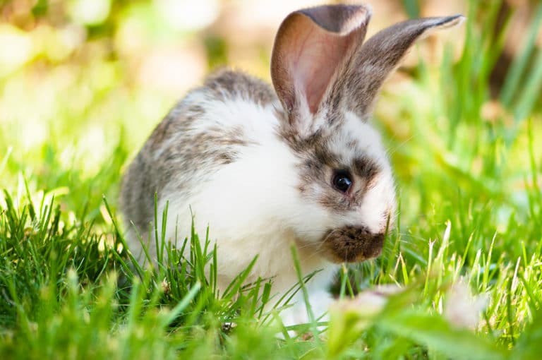 lapin