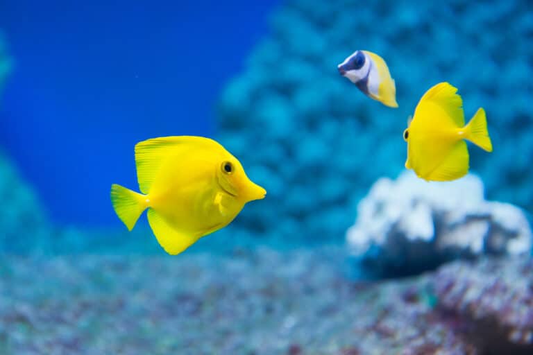 poissons