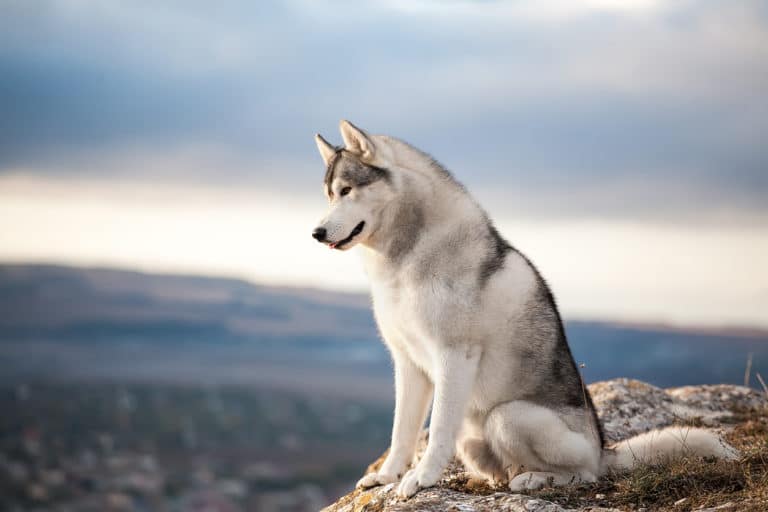 chien husky