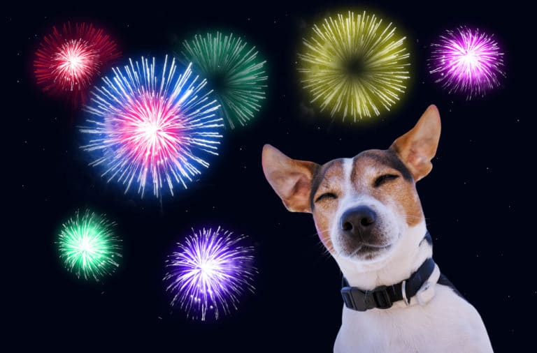 chien feux d'artifice