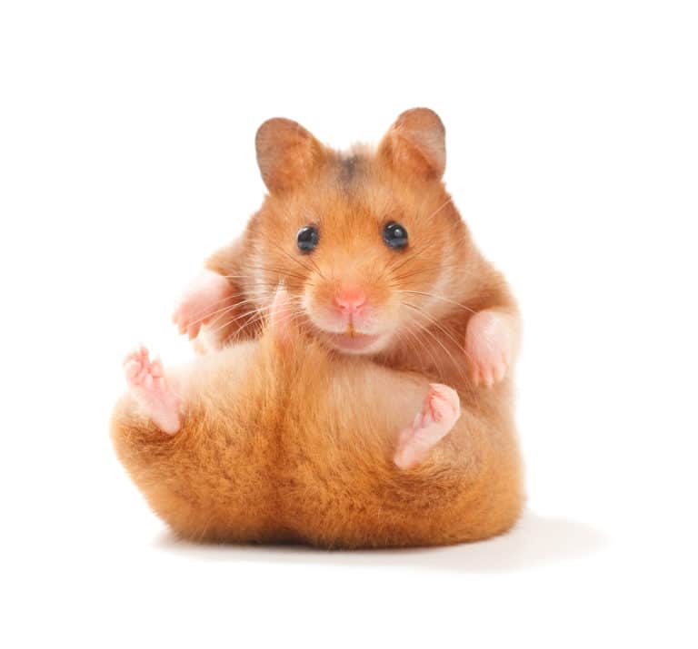 hamster