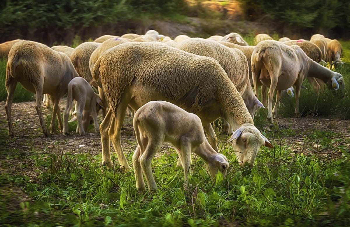 moutons
