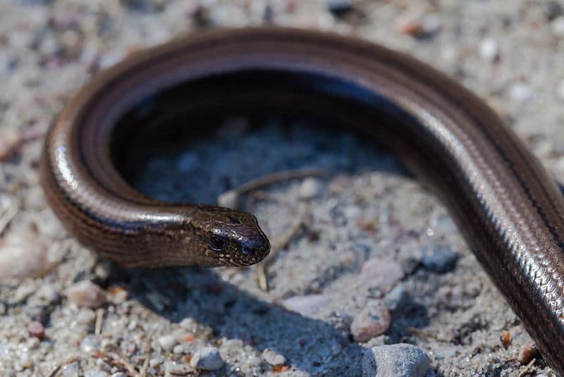 Orvet 5 Choses A Savoir Sur Cet Animal Qui Ressemble A Un Serpent