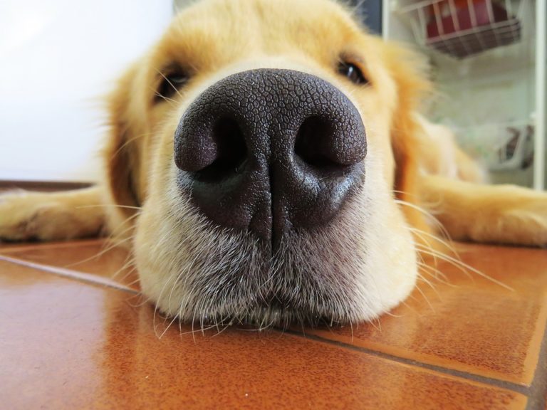 chien golden retriever