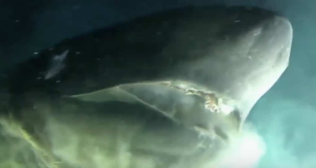 requin préhistorique
