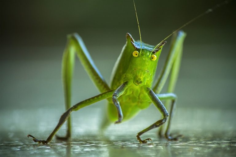 insecte