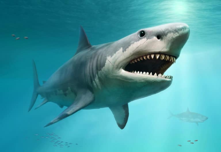 requin mégalodon