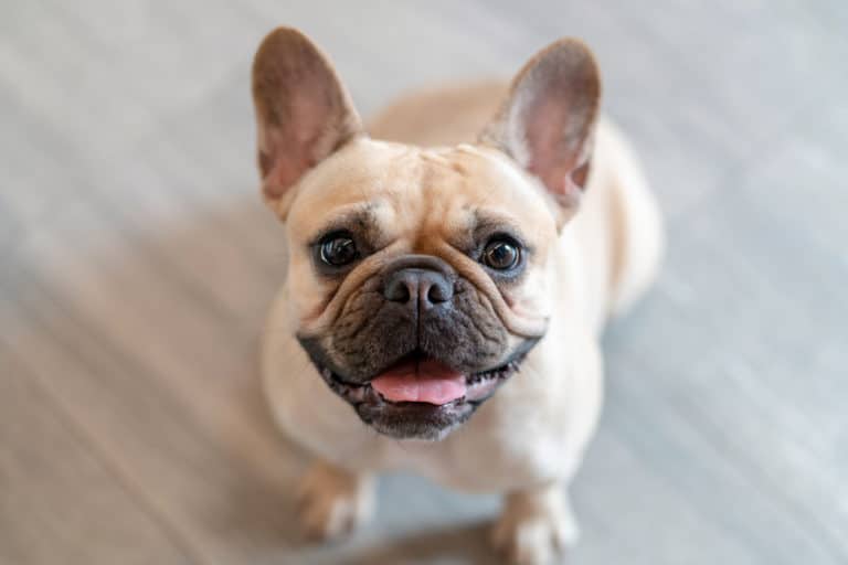 chien bouledogue français