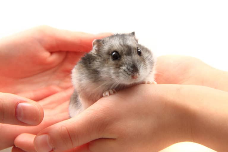 hamster