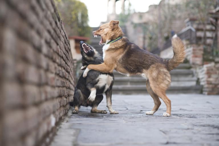 chiens bagarre