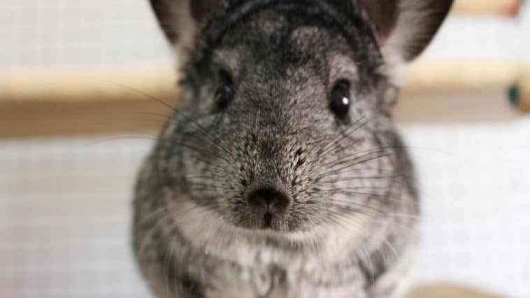 chinchilla
